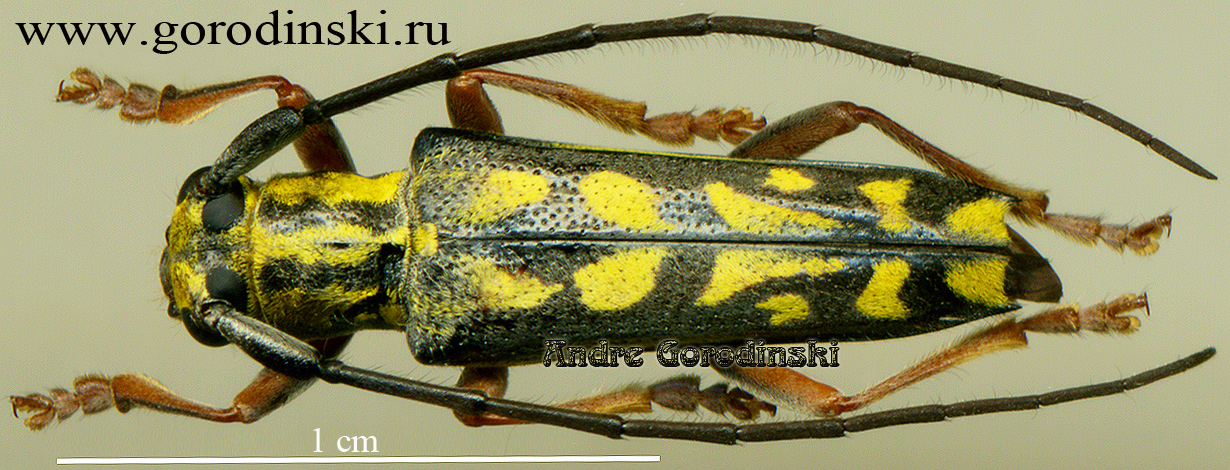 http://www.gorodinski.ru/cerambyx/Saperdini sp.1.jpg